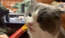 娱乐吃瓜喵喵喵,揭秘娱乐圈那些不为人知的幕后故事